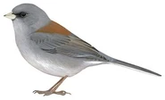 Gray-Headed Junco (Junco hyemalis caniceps)
