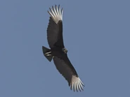 Soaring Black Vulture