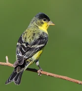 Lesser Goldfinch | Birds Wiki | Fandom