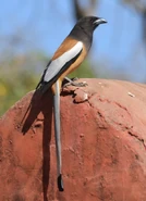 Rufous Treepie