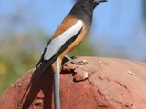 Rufous Treepie