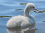 Whooper swan cygnet