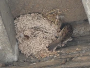 Nesting in an old House Martin nest.