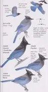 Steller's Jay ID.webp (28 KB)