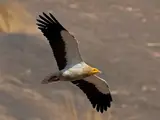 Egyptian Vulture