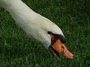 Mute swan eating grass