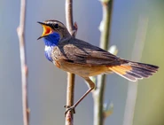 White-spotted Bluethroat (subsp. cyanecula) singing with its tail spread.