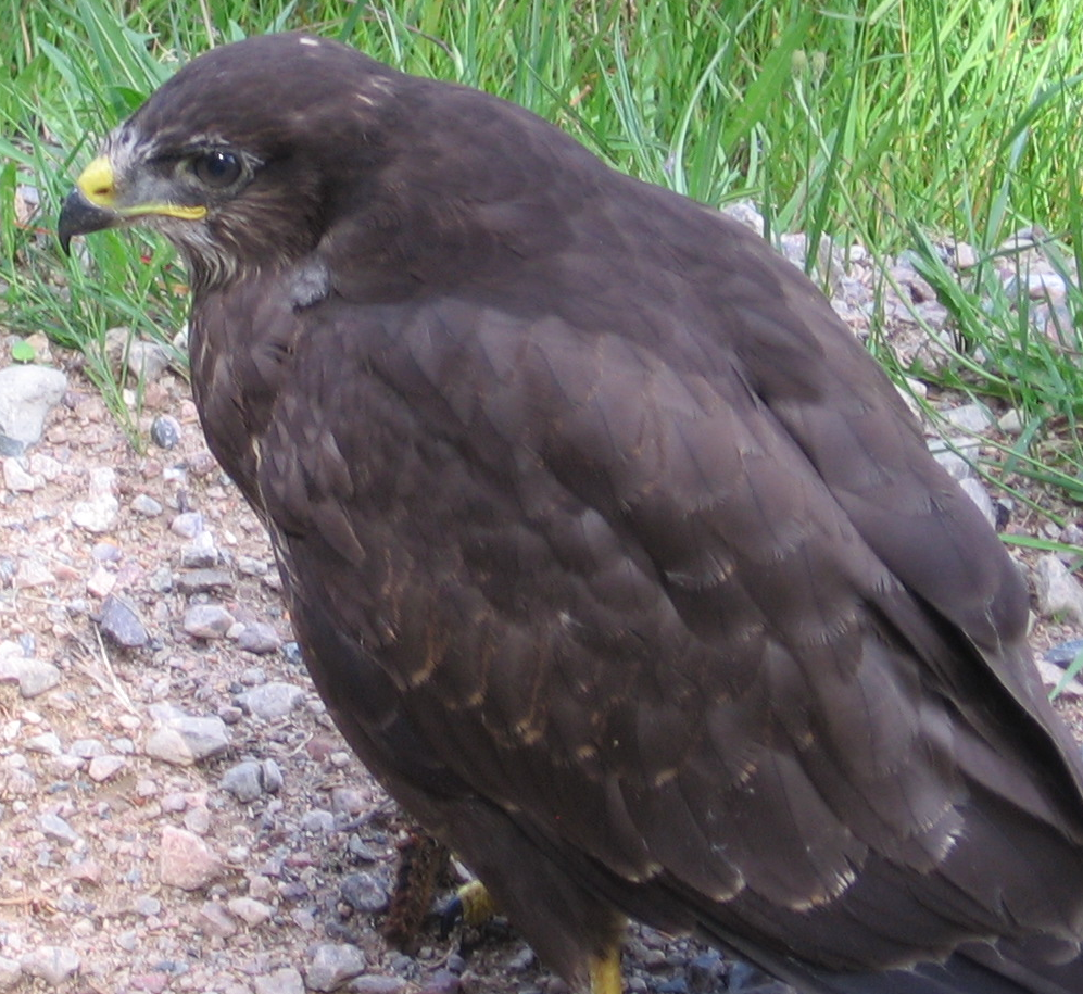 Common buzzard - Wikipedia