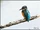 Common Kingfisher