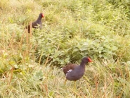 Moorhen couple.