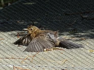 Blackbirds frequently sunbathe in this position, with their wings spread. This is followed by preening.