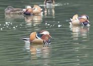 Mandarin Duck Male.jpg (38 KB) Flock