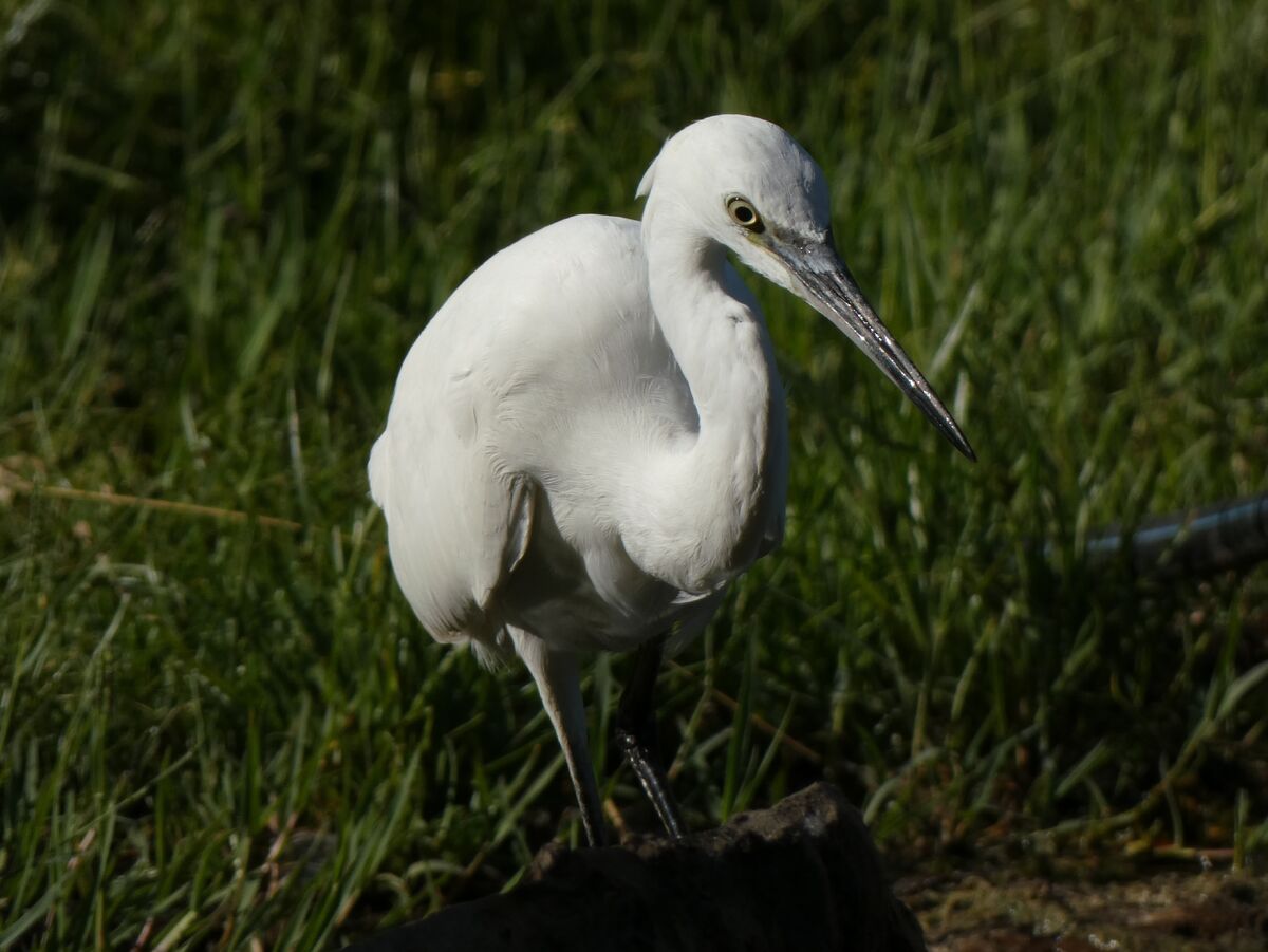 Little Egret, Birds Wiki