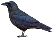 South Eurasian Raven (Corvus corax laurencei)