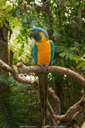 Blue-throated Macaw.jpg (94 KB) A Blue-throated Macaw.