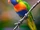 Rainbow Lorikeet