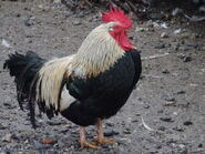 Cockerel