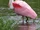 Roseate Spoonbill