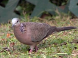 Spotted Dove