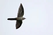 Oriental Cuckoo in flight.jpg (52 KB) Male in flight.