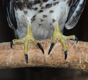 Red-tailed Hawk toes