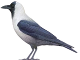 House Crow