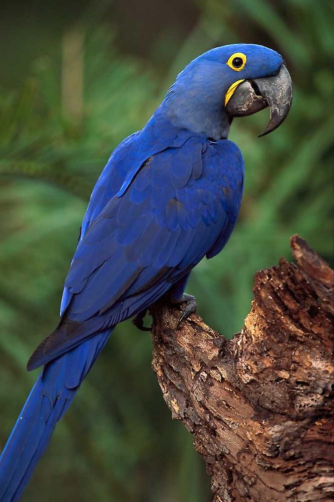 Hyacinth macaws, Pantanal, Brazil - Bing Gallery