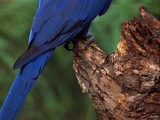 Hyacinth Macaw