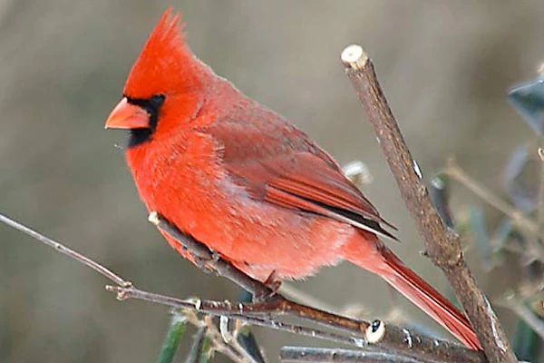 What is West Virginia State Bird