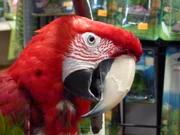 Captive individial