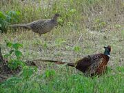 Pheasant couple