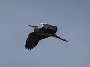 A Grey Heron in flight