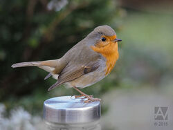 When robins appear facts and folklore about Britain's best