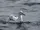 Wandering Albatross
