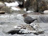 Adult American Dipper