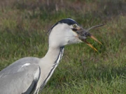 Grey Heron about to swallow a rat