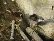 young moorhens