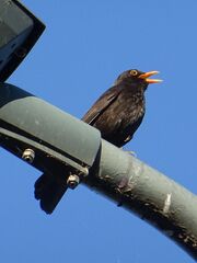 Blackbird singing