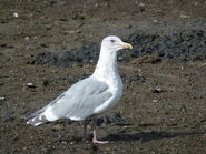 Non-breeding adult.
