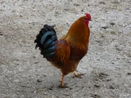 red rooster