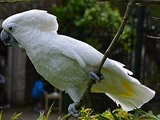 Umbrella Cockatoo