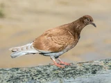 Rock Pigeon