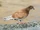 Rock Pigeon
