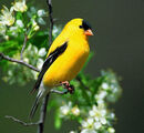 Goldfinch