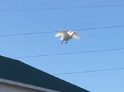 A pekin duck in flight