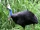 Cassowary