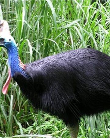 photo Cassowary Large Australian Bird southern cassowary birds wiki fandom