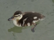 Mallard duckling.