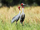 Sarus Crane