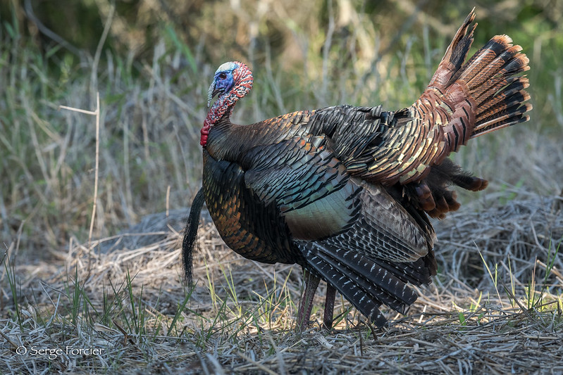 Barred Wing Feathers Turkey - Wandering Bull Native American Shop